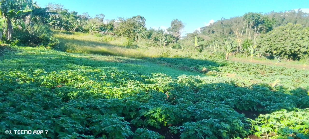 Plantation
